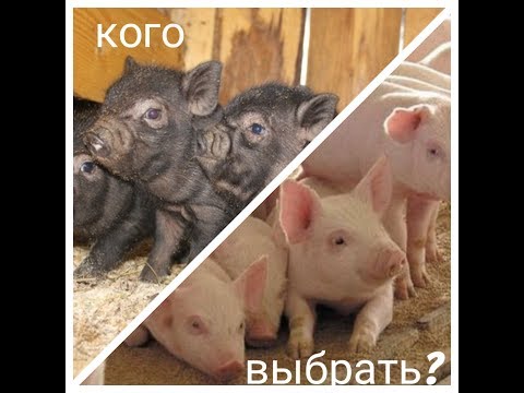 Видео: Какие свиньи лучше. Вьетнамские или белые.