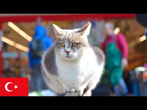 Видео: Хранитель супермаркета: Пухлый кот на патруле [4K]