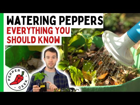 Видео: Полив перца: когда поливать (а когда нет) — подробное руководство