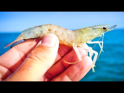 Видео: Ловля мангрового люциана с креветками на прибрежном рифе