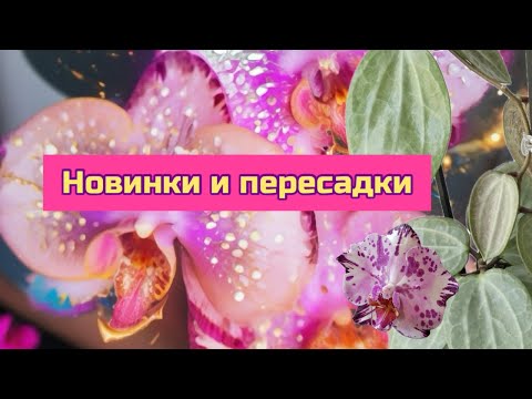 Видео: Распаковка новинок от Ники Азиатской и хой , пересадки орхидей фаленопсис #hoya #orchid #plants 