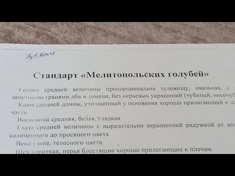 Видео: Мелитопольские голуби. Не всё из того что написано - верно...