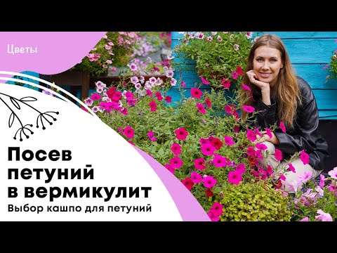 Видео: Посев петуний в вермикулит | Когда и в какое кашпо пересаживать петунии | Прищипка петуний