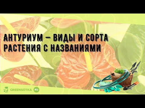 Видео: Антуриум — виды и сорта растения с названиями