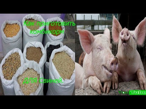 Видео: Комбикорм для свиней. Как приготовить комбикорм для свиней в домашних условиях. Рецепт комбикорма