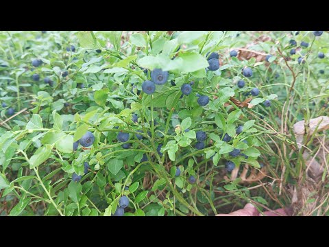 Видео: Сколько можно заработать на сборе черники