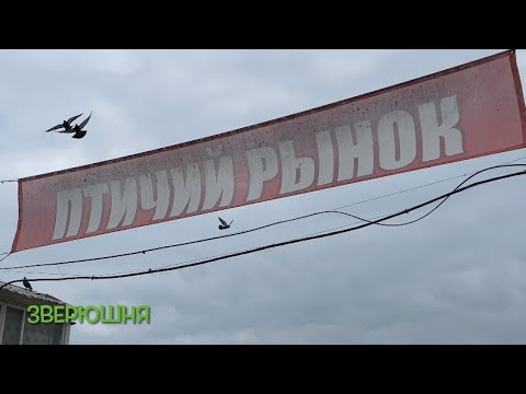 Видео: Птичий рынок г.Екатеринбург 18.05.2024 #птичийрынок #екатеринбург #животные #рыбки #щенки #грызуны