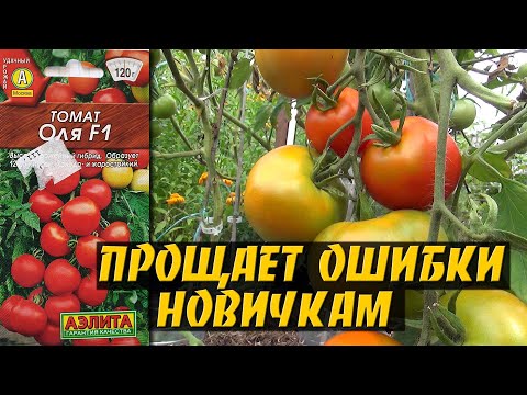 Видео: Что спасло урожай? Томат ОляF1 - история со счастливым концом