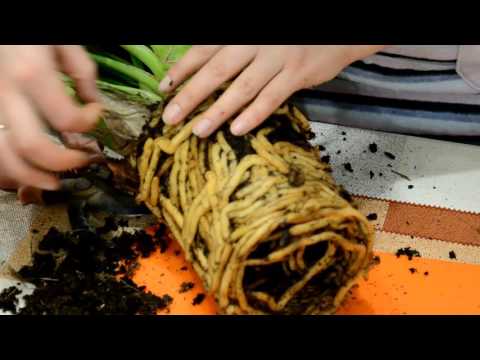 Видео: Посадка цимбидиумаЧасть 1