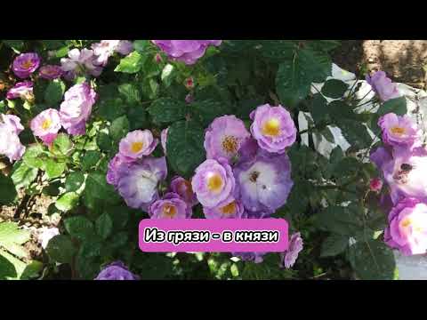 Видео: ИЗ ГРЯЗИ - В КНЯЗИ