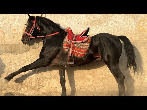 Видео: АСПБОЗОРИ ЛЕНИНСКИЙ РАЙОН 😱🚨БЕХТАРИН НАВОР 1МЛН просмотр 😢😢1:10:2025год