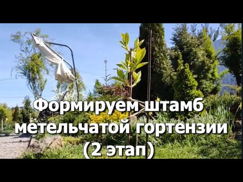 Видео: Формируем штамб метельчатой гортензии (2 этап) | Как сформировать штамб гортензии