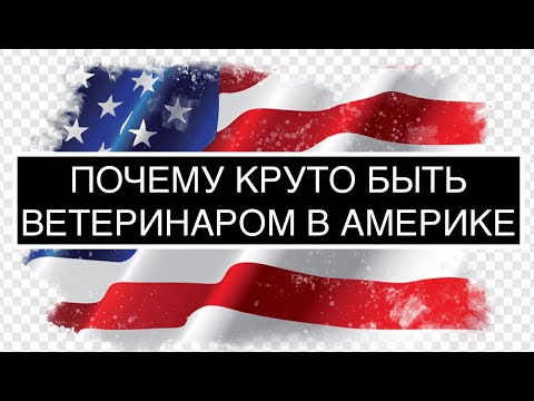 Видео: Почему круто быть ветеринаром в Америке?