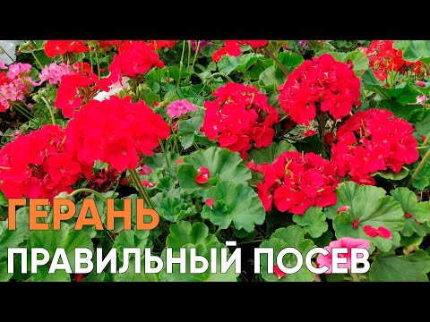 Видео: НЕ СЕЙТЕ ПЕЛАРГОНИЮ ПОКА НЕ ПОСМОТРИТЕ ВИДЕО!!! Герань зональная, тонкости посева!