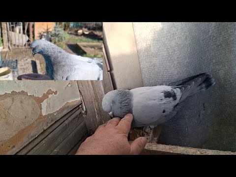 Видео: Ежедневные рабочие моменты Голубеводства. Такла, Турецкие бойные Талдыкоргана.