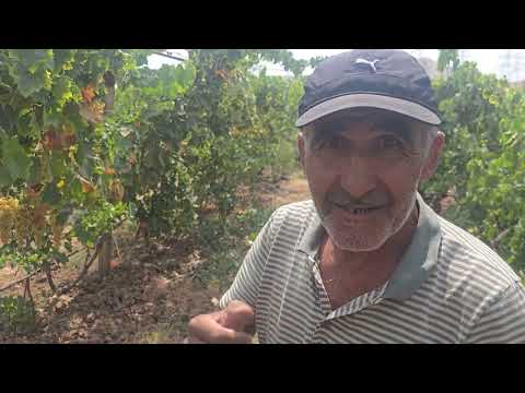 Видео: +992900004489 барои тамос. Ангури Маникюр фингер ва Пахтақанд.