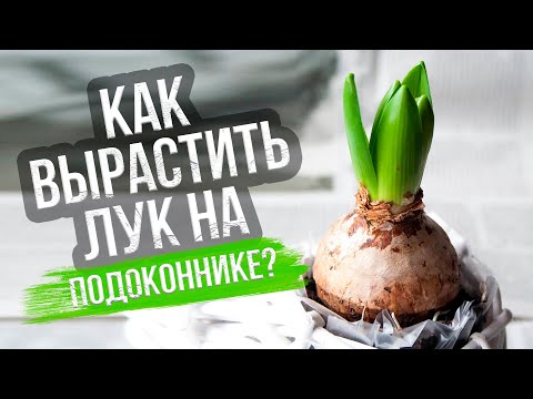 Видео: Лук на подоконнике. В земле, песке или опилках? Наш эксперимент