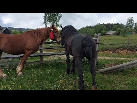 Видео: 🧭КОСМАЧ🏞Гарні краєвиди🏕Кінь на продаж💪👍Частина1/5