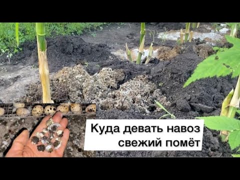 Видео: Куда девать свежий перепелиный помёт летом//Как утилизирую перепелиный помёт