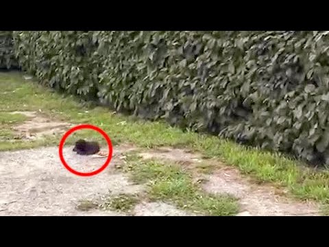 Видео: 🔴Черный комок лежал неподвижно сутки Это был бездомный кот, неужели он останется без помощи🥺