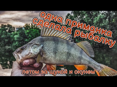 Видео: Одна приманка вытащила всю рыбалку | Ловля щуки и окуня на джиг летом | Сплав по реке Дон