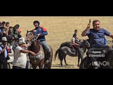 Видео: Майлуу-суу Бедиредеги Аламан улак