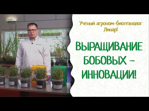 Видео: Все о бобовых — ризобии, биозащита, Кормилица Микориза. Технология, урожай, качество. Очень полезно!