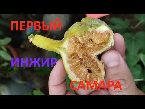 Видео: Первый инжир пошел