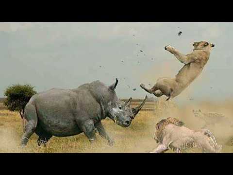 Видео: Носороги в Ярости! Носороги нападают на львов, на слонов, на туристов...