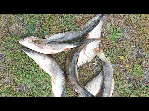 Видео: Река Чулым,Томская область, с.Кучуково,пробовали новую для нас снасть,но как обычно не клюет.