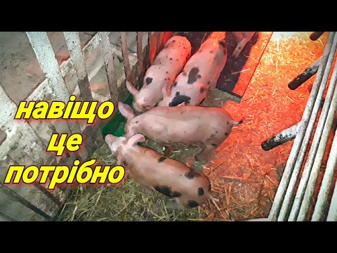 Видео: ЗЦМ❗Предстарт❗Як працює Шелудьківська дворова❗