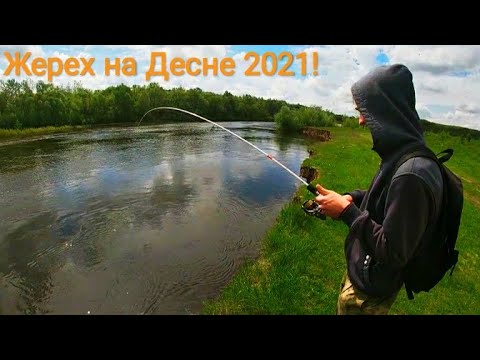 Видео: Я в ШОКЕ!!Как эта ПРИМАНКА ловит таких рыбин?!?Он снова меня обловил.Ловля жереха на реке Десна 2021