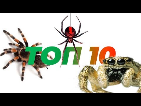 Видео: Топ 10 пауков для содержания дома.