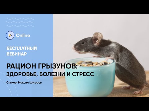Видео: Вебинар «Как рацион влияет на здоровье и поведение грызунов: от болезней до стресса»