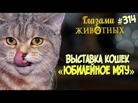 Видео: Глазами животных #314. Выставка кошек «Юбилейное мяу»