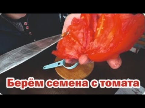 Видео: Собираем семена томатов - как это делаю я и моя мама
