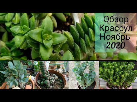 Видео: Обзор Коллекции Крассул- Толстянок🌱Ноябрь 2020 #Крассула