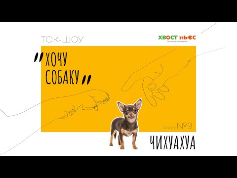 Видео: Ток-шоу "Хочу собаку". Чихуахуа – самая умная порода собак?