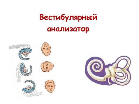 Видео: Вестибулярный анализатор
