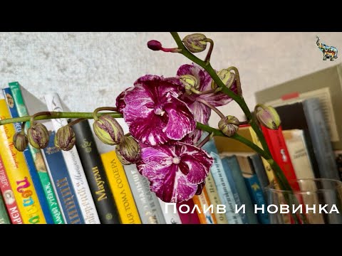 Видео: Полив орхидей и Новика от @zeboorhids  🥰 #phal #orchidflower #уходзаорхидеями