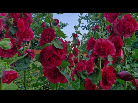 Видео: А мальви цвітуть, червоні та жовті...