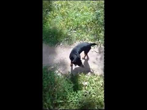 Видео: Воспитание щенка 5.  Команда сидеть