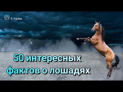 Видео: 50 интересных фактов о лошадях