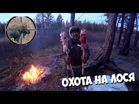 Видео: Охота на лося. Добыли и устроили шашлыки из печени с нутряным жиром! Первая охота моего коня Патрика