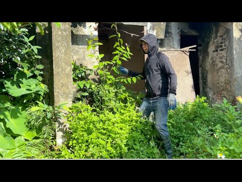 Видео: Шокирующее преображение заброшенного дома — это безумие. Уберите всю заросшую растительность.