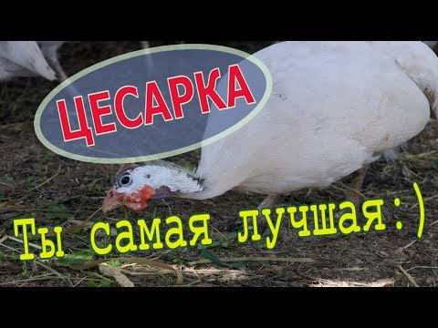 Видео: Цесарки. Как несутся. Почему орут и как с этим жить // Мое хозяйство //Юлия Артуровна