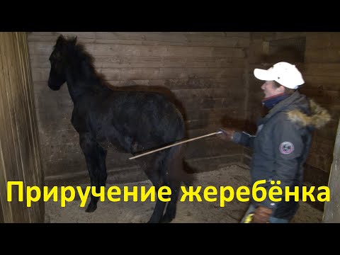 Видео: Приручение жеребёнка. Соболь. Первый урок.