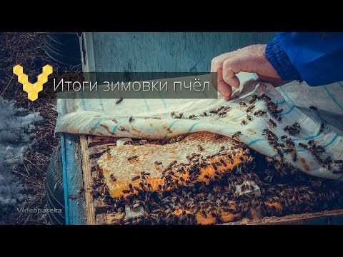 Видео: Время собирать камни. Подведение итогов зимовки 2019