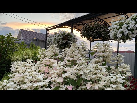 Видео: Волшебный мир ГОРТЕНЗИЙ🌸Обзор цветущих гортензий🌸Мой уход🌸