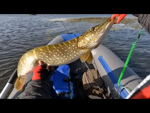 Видео: Первый ТРОФЕЙ ОСЕНИ! Ловля ЩУКИ на СПИННИНГ с лодки! Рыбалка на озере в октябре!